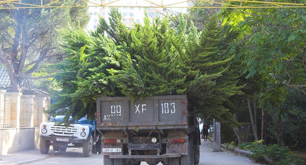 Bakının bu hissəsindəki ağaclar köçürüləcək