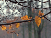 Nəm hava xroniki xəstəlikləri sürətləndirir