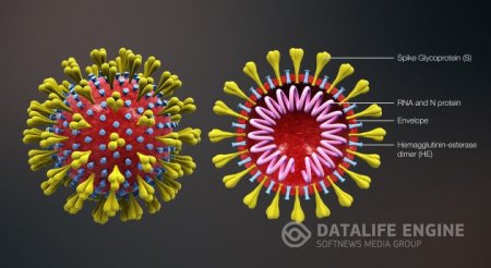 Gürcüstanda koronavirusla bağlı son vəziyyət açıqlandı