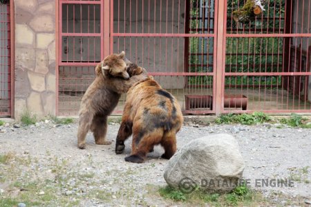 Zoopark rəhbərliyi heyvanları qidadan və qayğıdan məhrum etdi