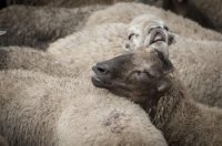 Azərbaycanda Qurban bayramı qeyd edilir - BAYRAMINIZ MÜBARƏK!