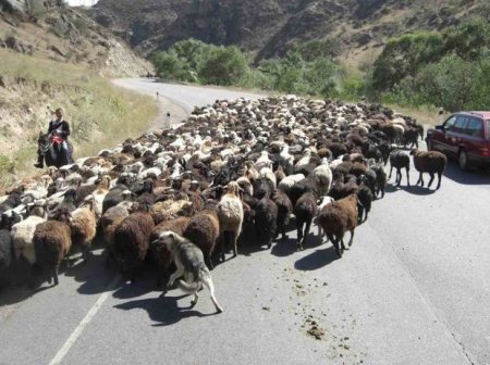 Şəkidə motosiklet qoyun sürüsünə çırpıldı, iki nəfər yaralandı