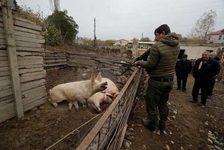 Laçını tərk edən ermənilər heyvanları belə öldürür - FOTO